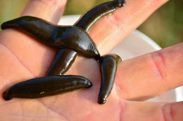 Lipitori medicinale crescute în Delta Dunării