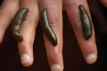 Lipitori medicinale Hirudinaria